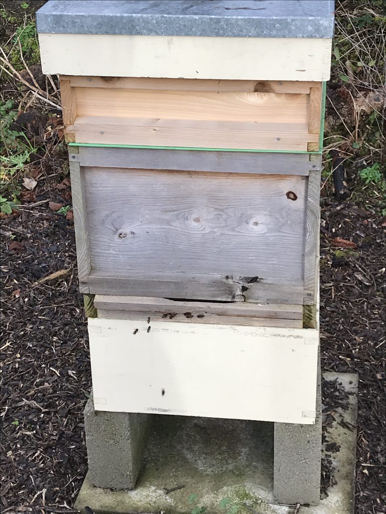 A few bees at the hive entrance.