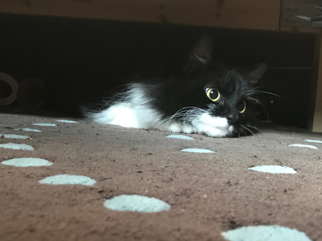 Black and white cat , Mazikeen.