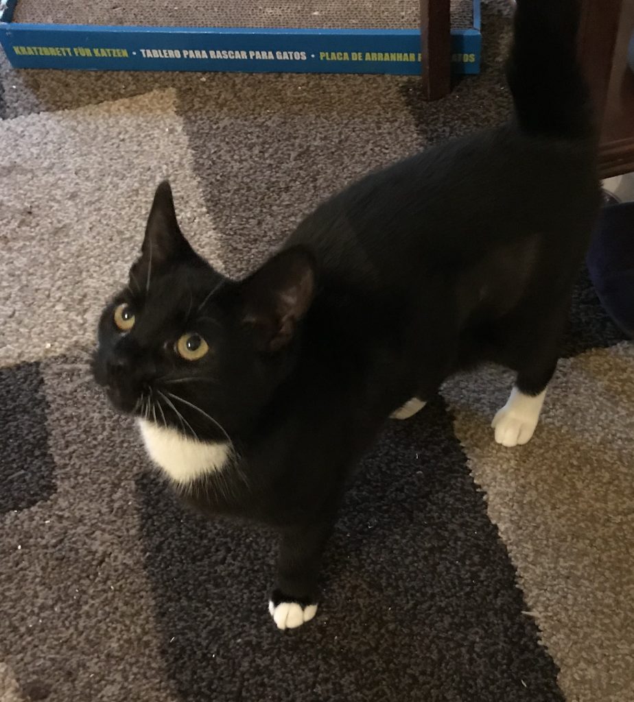 Small black and white cat contemplating how to ruin the next photo.