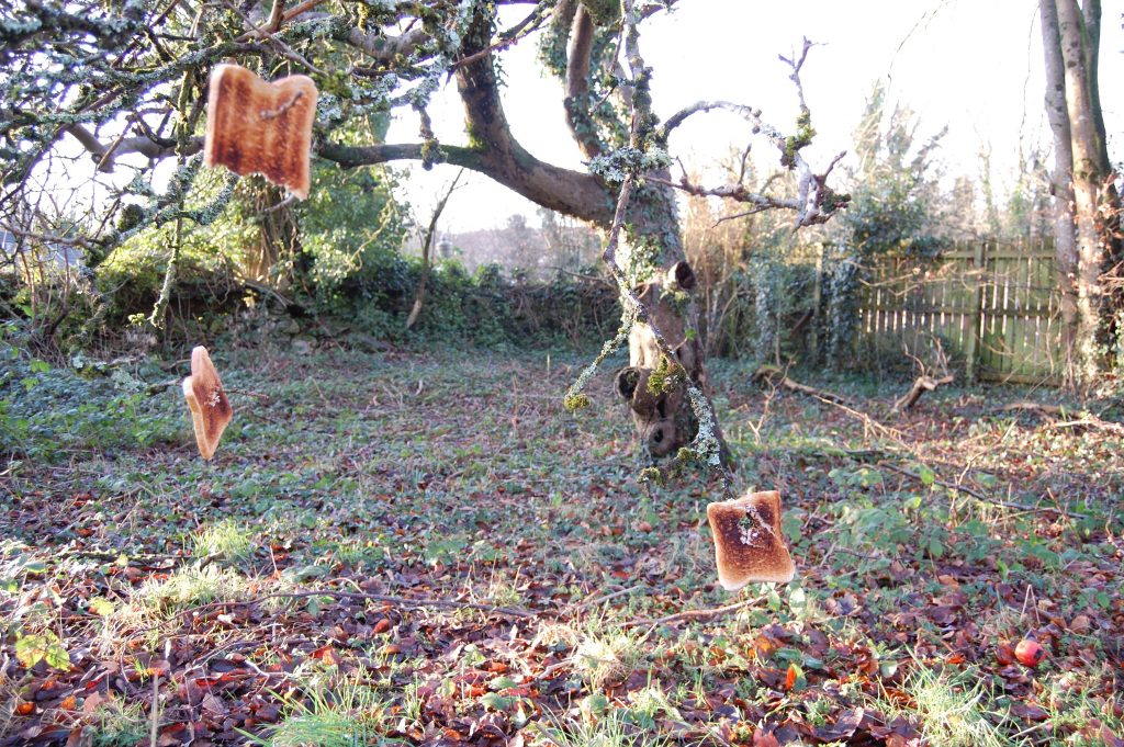 Wassailing. An old apple tree with three bits of toast hanging from the branches.