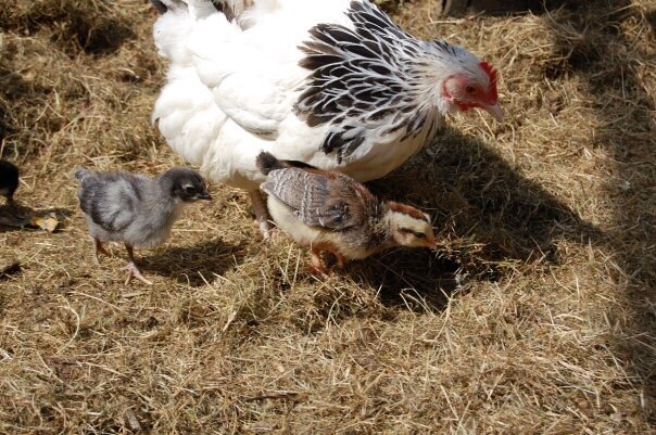 Light Sussex bantam and some Dorking cross chicks.