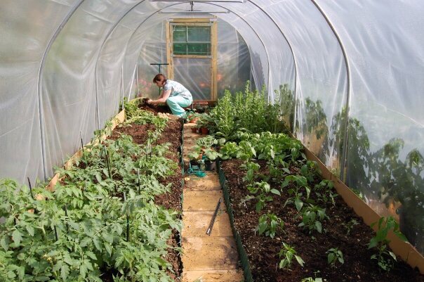 EmmCee working in our first polytunnel