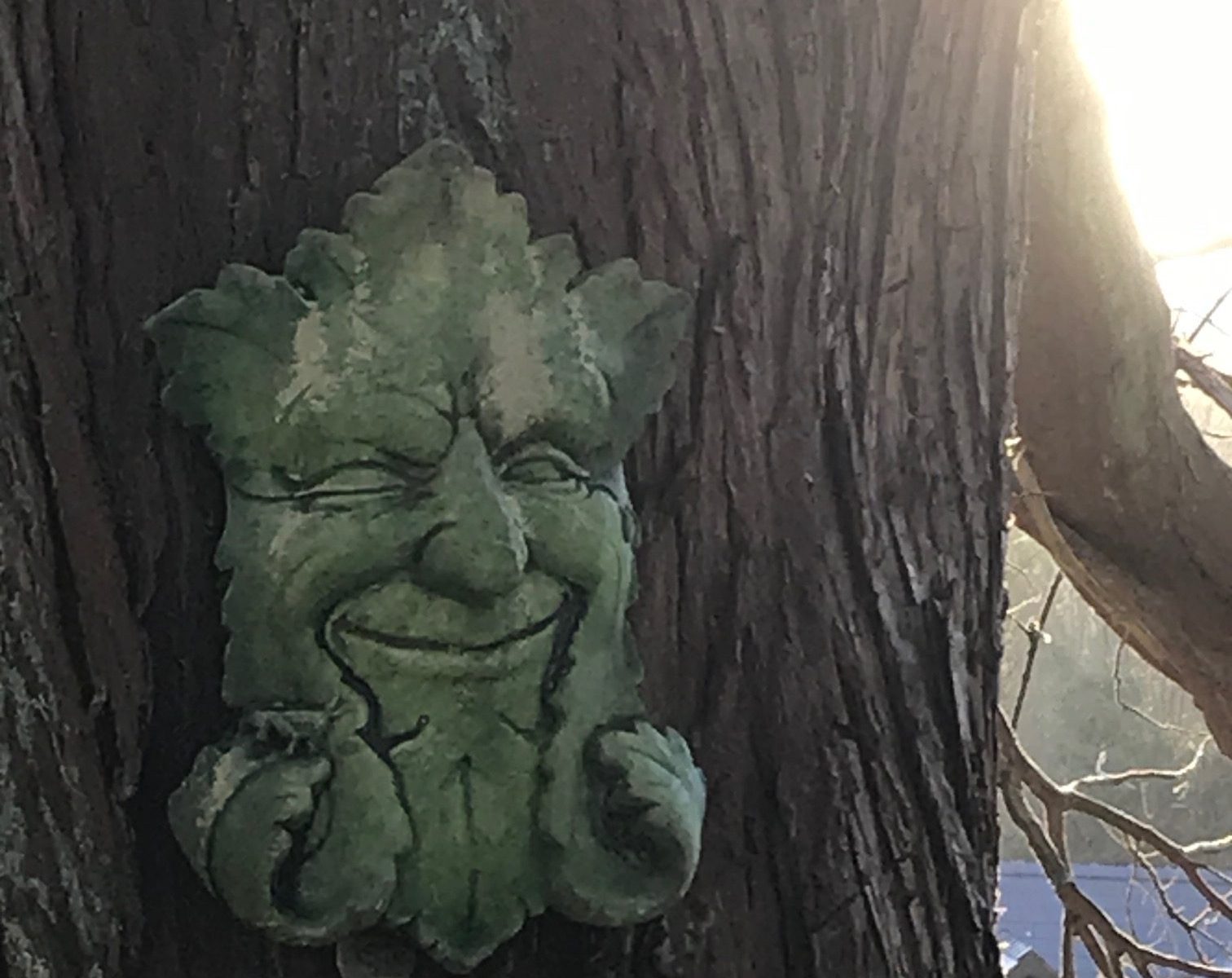 Green Man on the trunk of a tree.