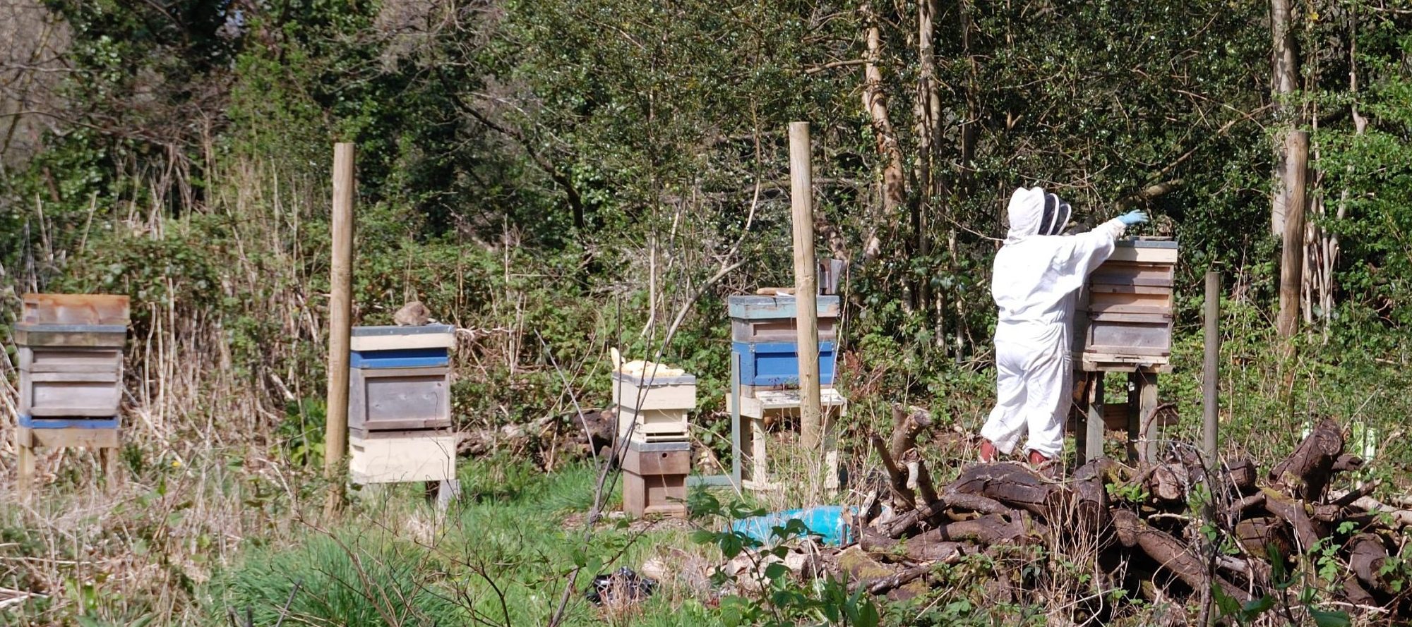 A beekeeper and 5 hives