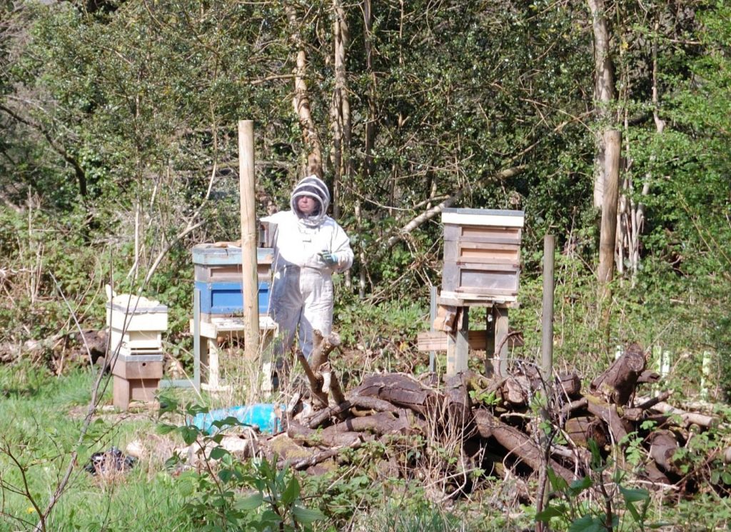 A beekeeper opening a hive