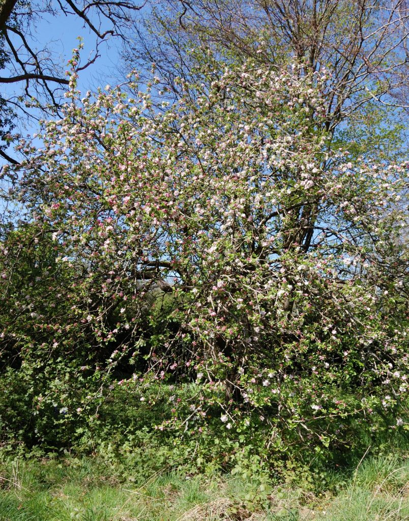 A large old apple tree covered in blossom.