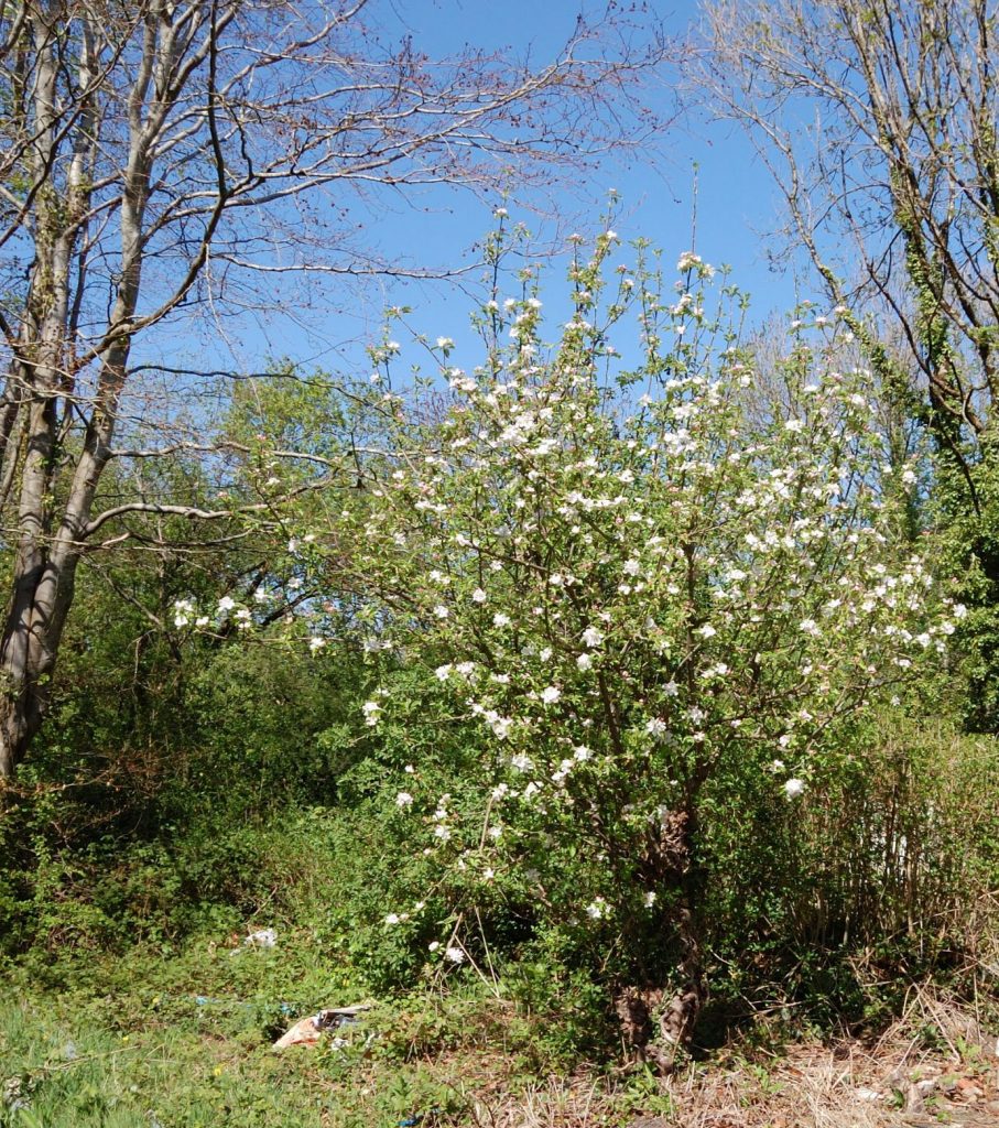 A smaller apple tree near the workshop in bloom.