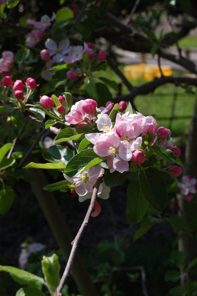 Some lovely pink and white apple blossom up close.