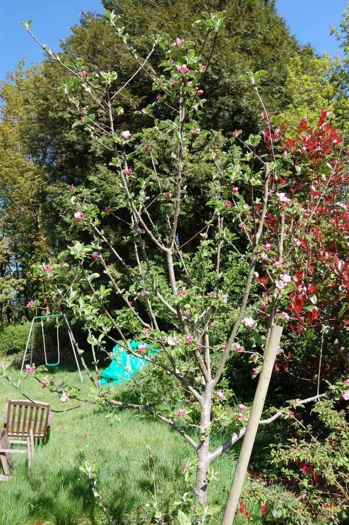 A fiesta apple tree in bloom with pretty pink blossom