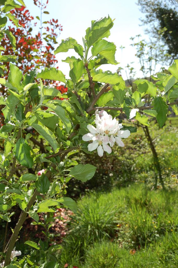 Very pretty starburst like white blossoms on the Lord Derby