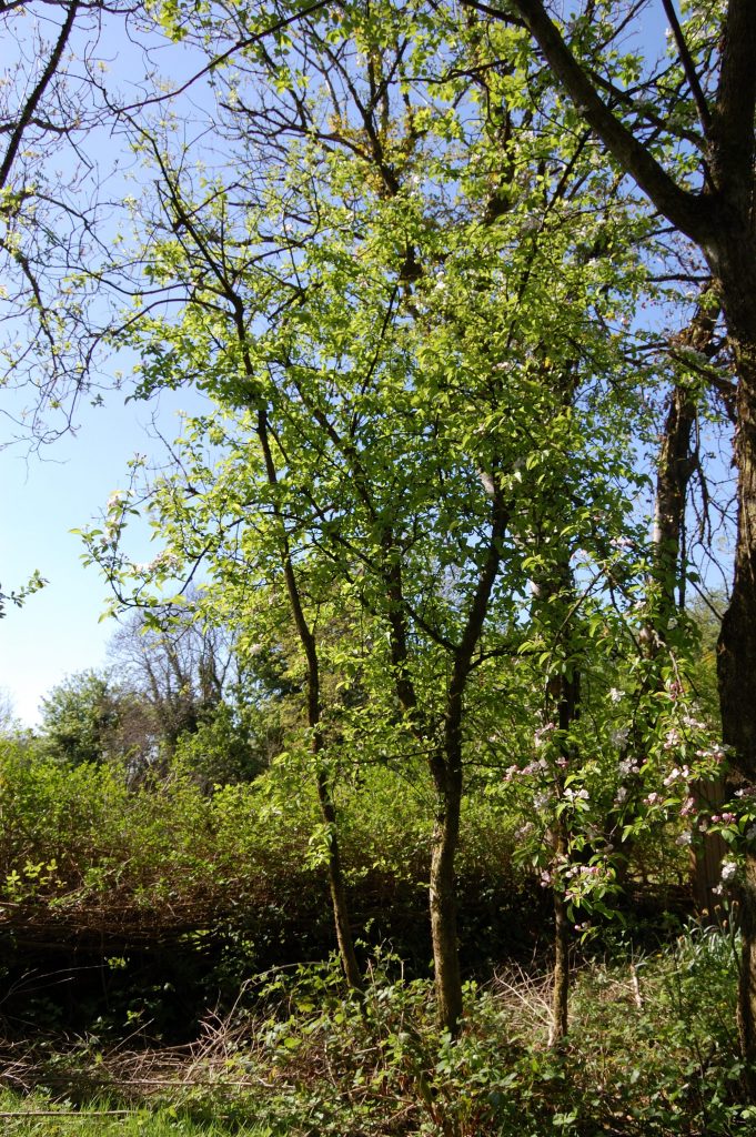 Mystery apple tree with a little blossom