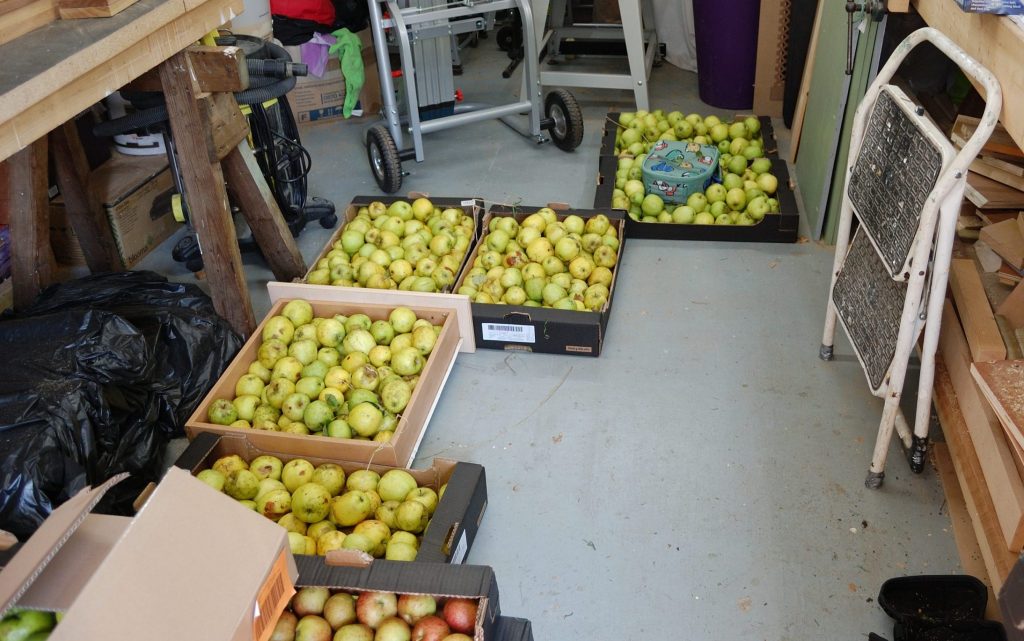Several carboard boxes of home grown apples