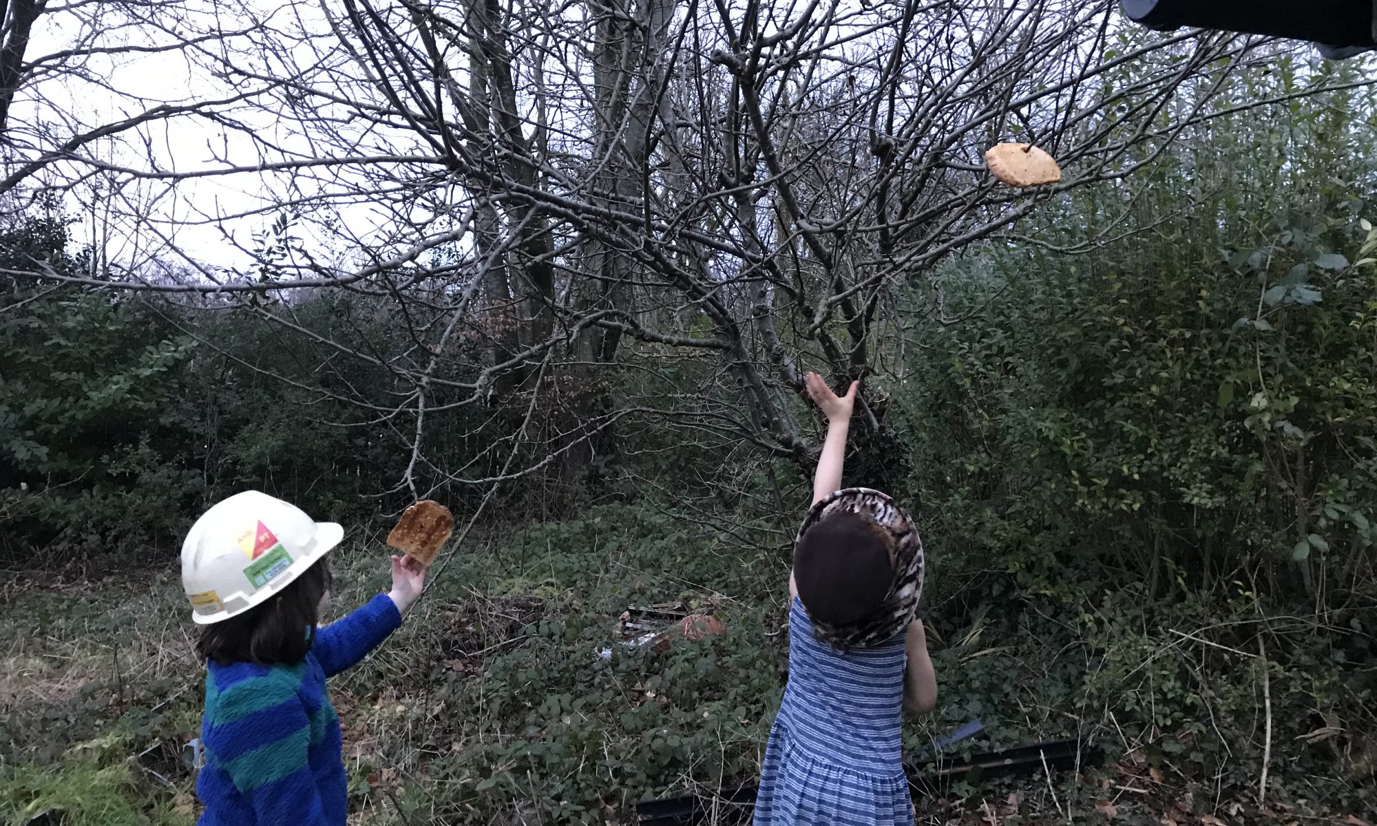 Two monkeys putting cider wetted toast on the apple trees.