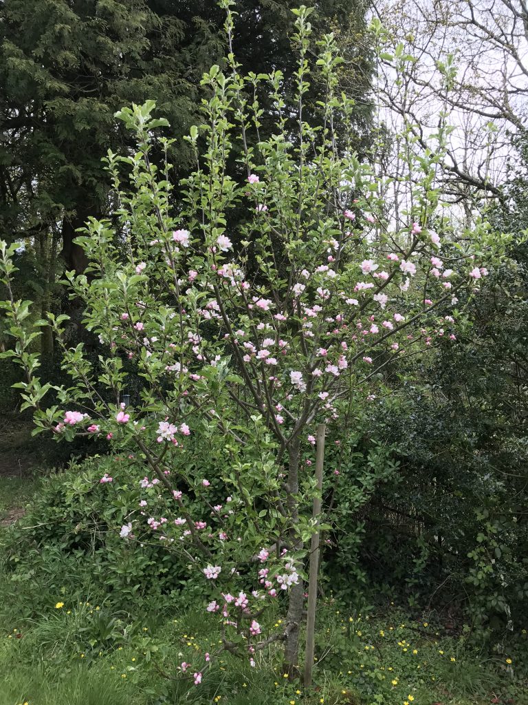 Small apple tree with pink blossom