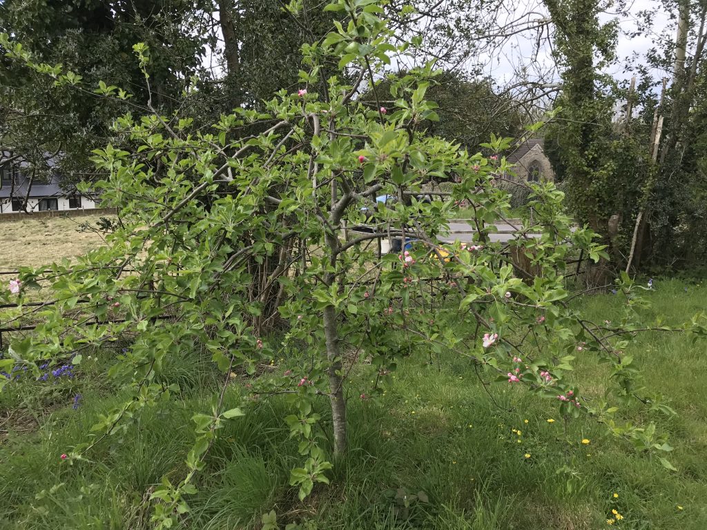 A small apple tree with only a little blossom