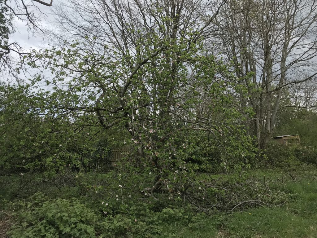 Large apple tree in bloom