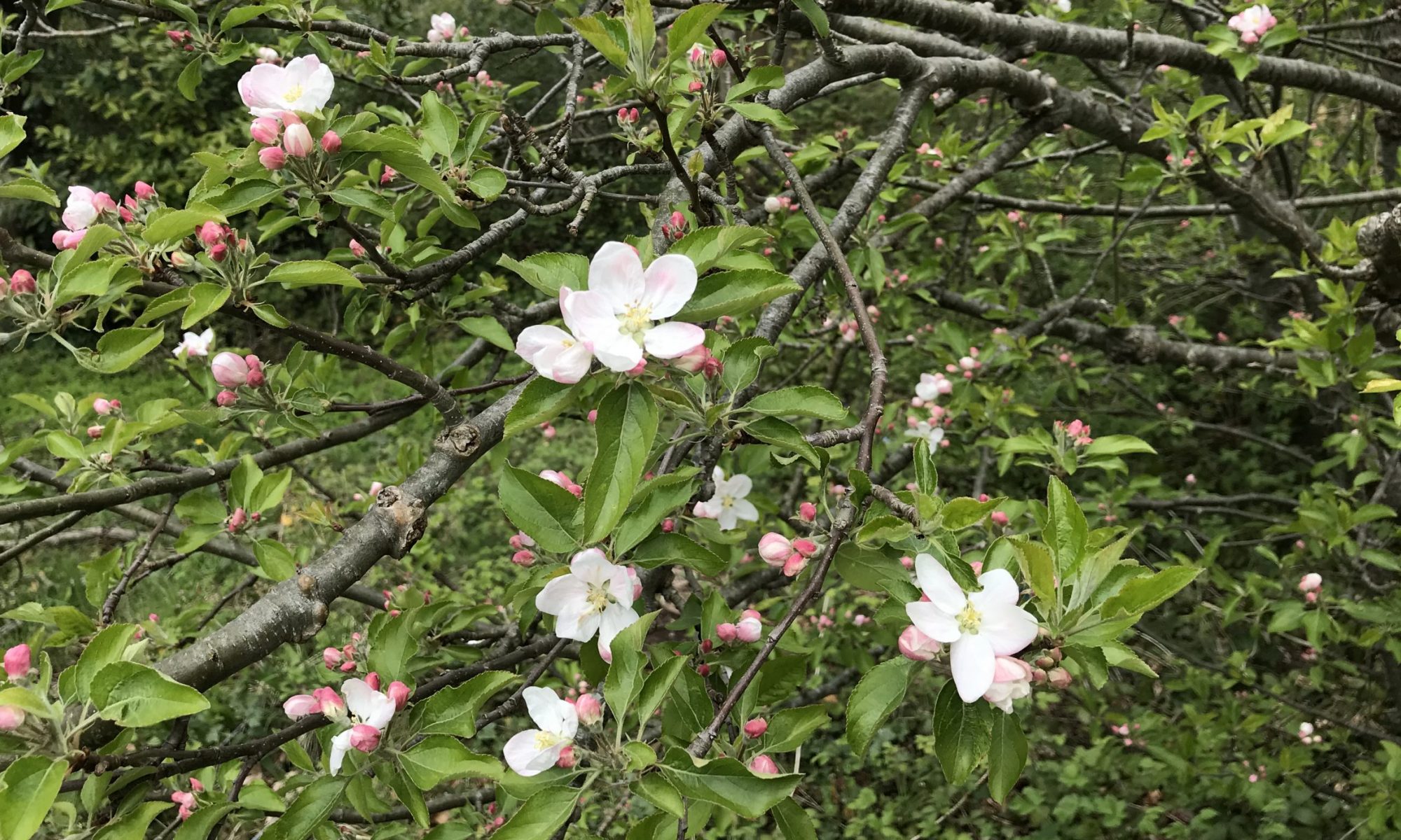 Pink and white blossom on an apple tree.