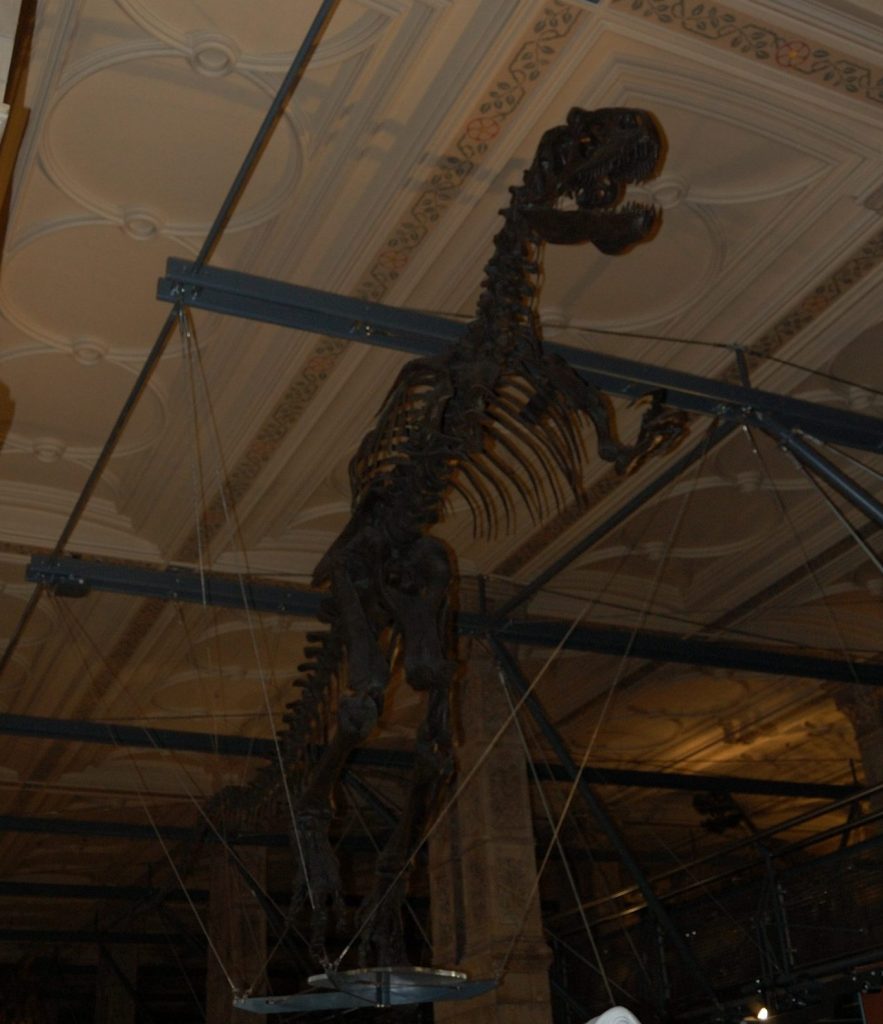 Allosaurus or similar hanging from ceiling
