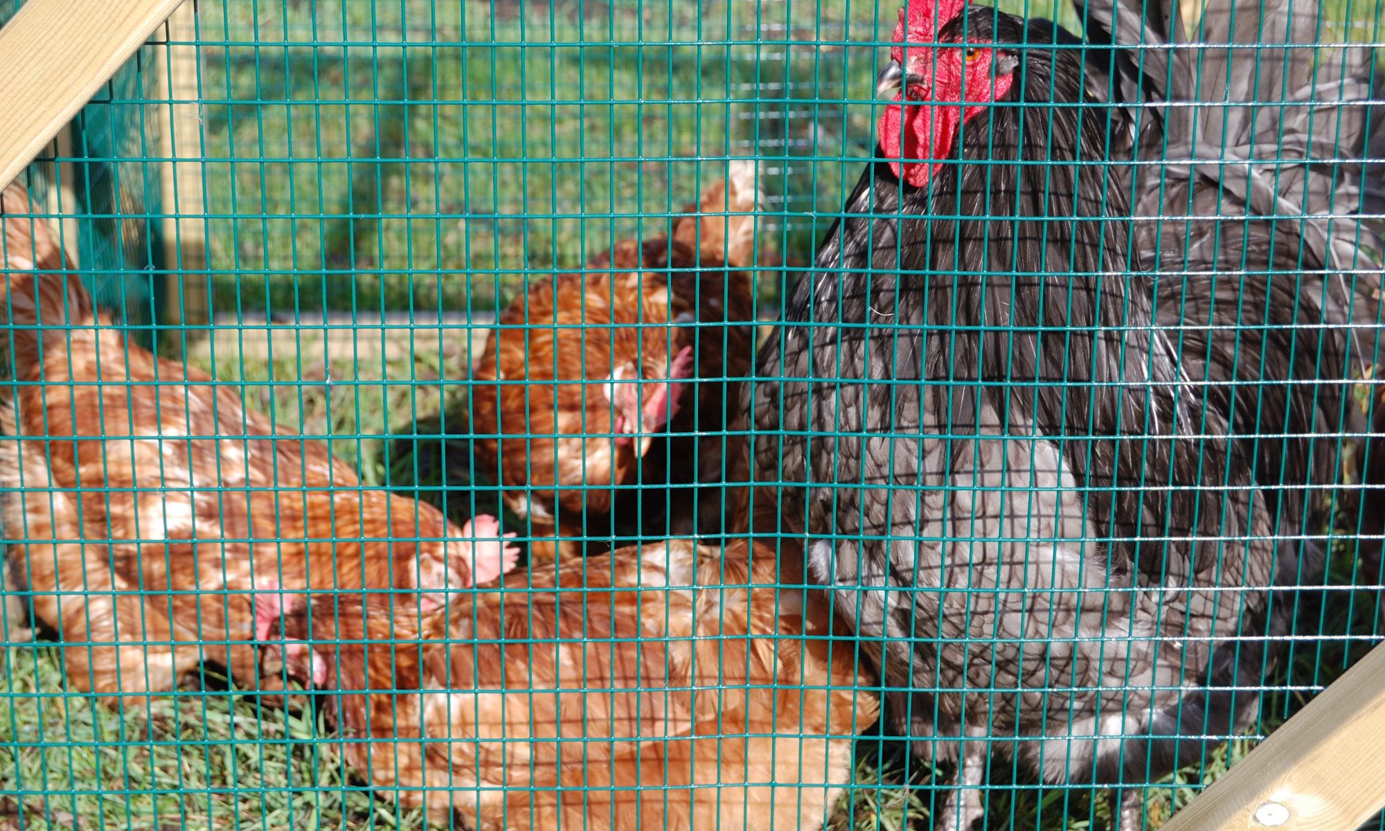 A black cockerill and 3 buff hens.