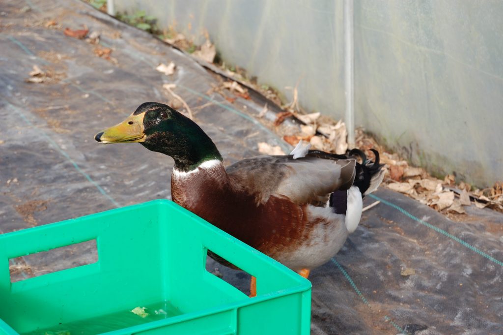 A male duck drinking water in a polytunnel