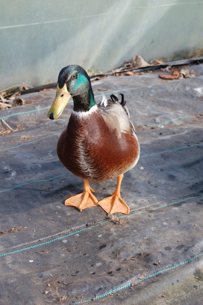 A handsome looking drake. A new fowl friend