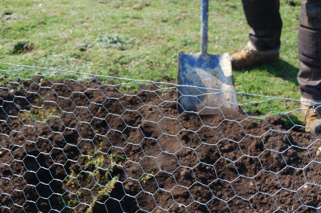 Back filling the trench wth a shovel.